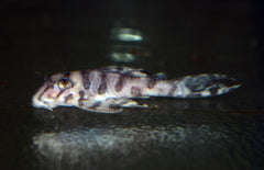 L236 Sw Hypancistrus Sp. M L236 Sw Hypancistrus