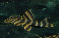 L306 Panaqolus Claustellifer S-M