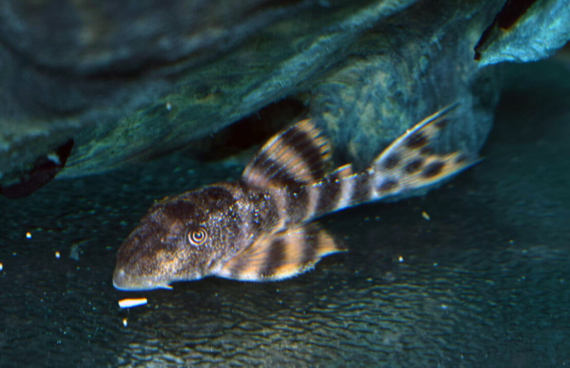 Panaqolus Sp. Pucallpa S-M Panaqoulus Pucallpa