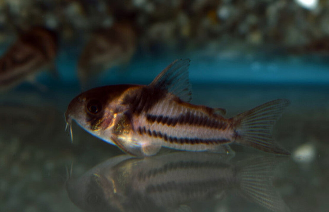 Corydoras Sp. Cw127 M Pantsermeerval Cw127