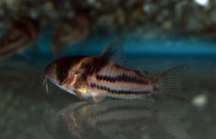 Corydoras Sp. Cw127 M Pantsermeerval Cw127