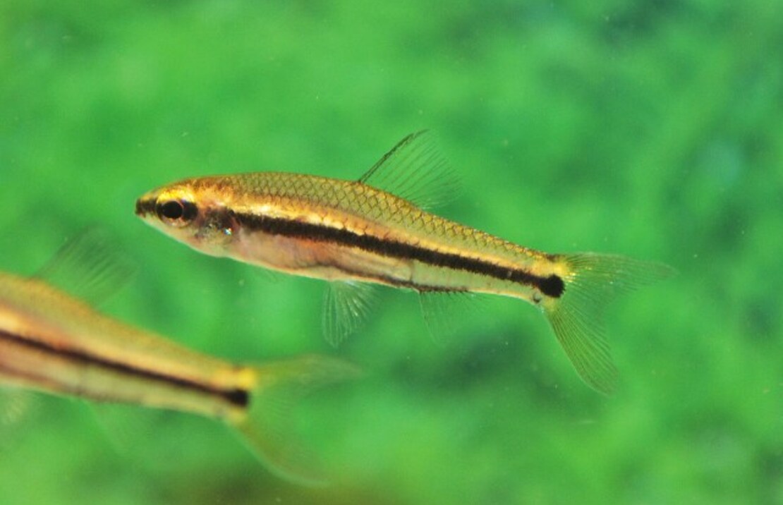Neolebias unifasciatus L. Tetra unifasciatus