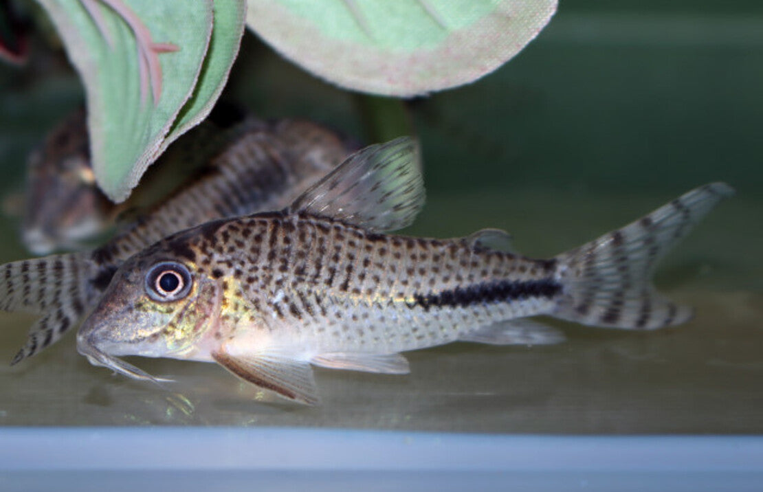 Corydoras Fulleri M Pantsermeerval Fulleri