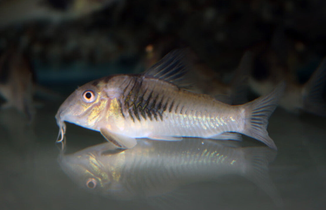 Corydoras sp. CW124 Pantsermeerval CW124