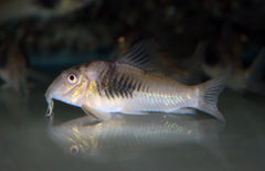 Corydoras Sp. Cw124  Pantsermeerval Cw124