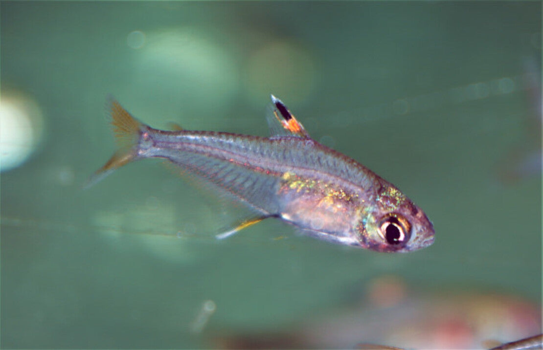 Hyphessobrycon Cf Troemneri S Tetra Peru