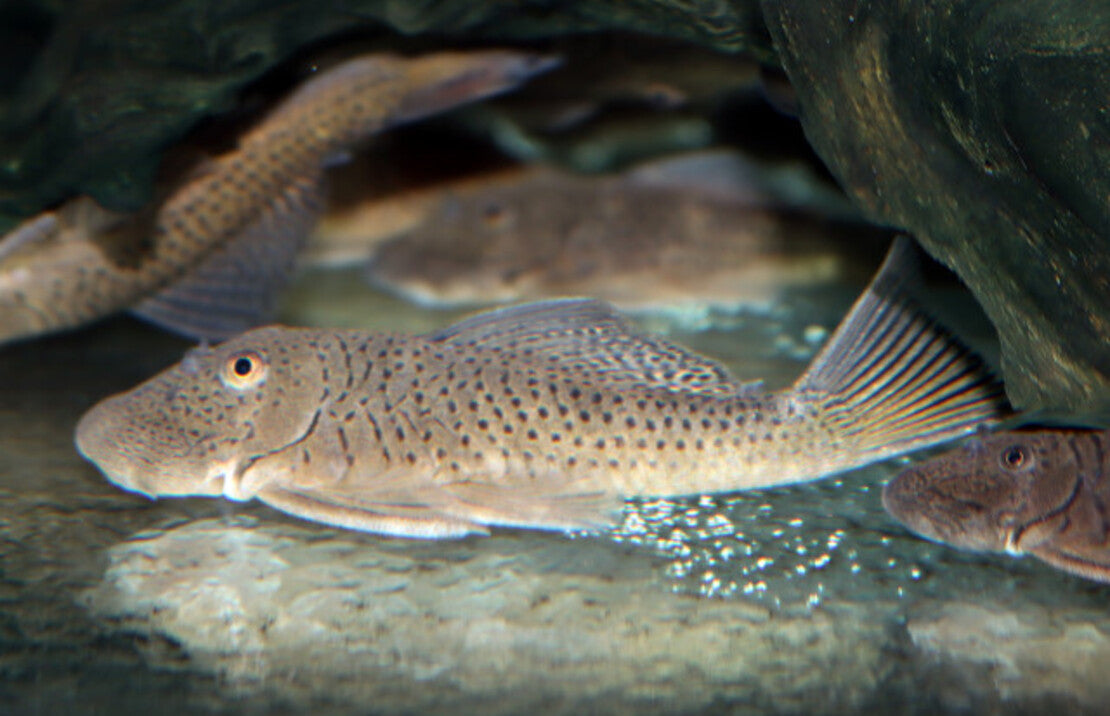 L335 Chaetostoma Sp. M-L L335 Chaetostoma