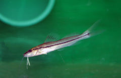 Pimelodella Metae M Meerval Pimelodella Metae