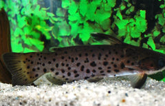 Auchenipterichthys Punctatus M Meerval Punctatus