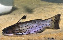 Auchenipterichthys Punctatus M Meerval Punctatus