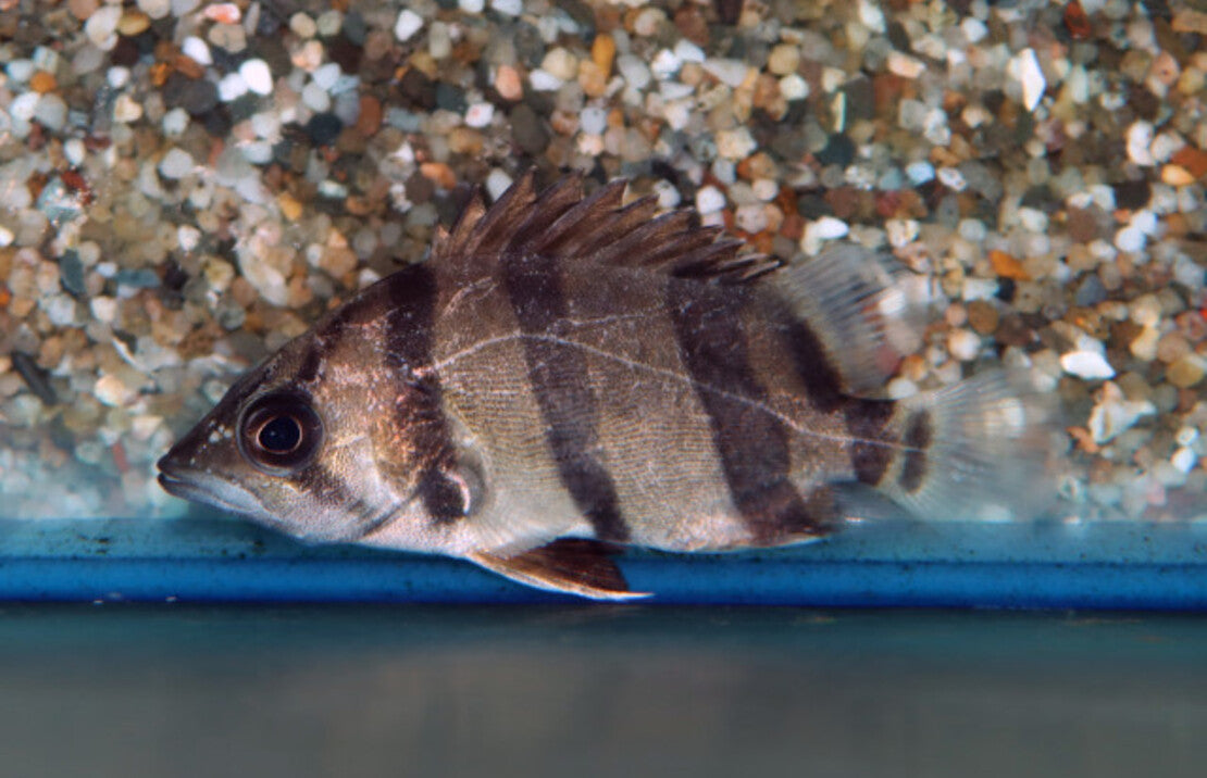 Datnioides undecimradiatus S Mekong Tijgerbaars
