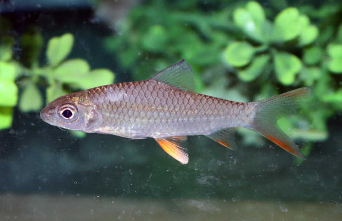 Hypselobarbus Jerdoni S Roodvinbarbeel