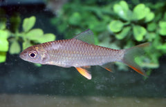 Hypselobarbus Jerdoni S Roodvinbarbeel