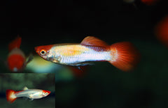 Poecilia Reticulatus Koi M Gup Koi