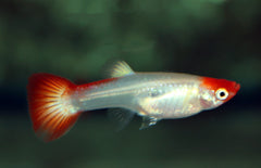 Poecilia Reticulatus Koi M Gup Koi