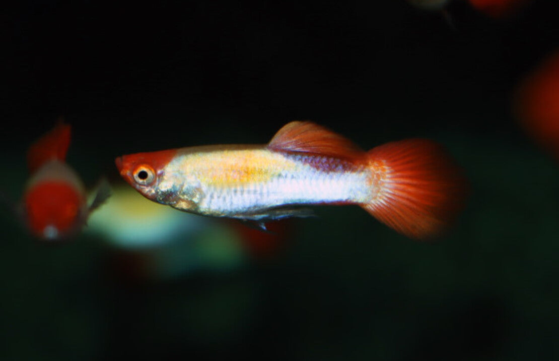 Poecilia Reticulatus Koi M Gup Koi