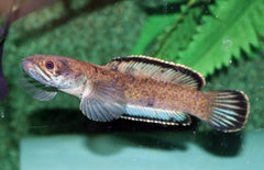 Channa Pardalis Gold Dust M Slangekopvis Pardalis Gold Dust