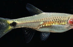Rasbora Kalbarensis M Rasbora Kalbarensis