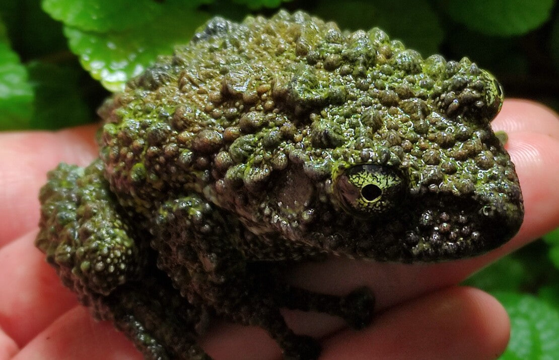 Theloderma Corticale L Vietnamese Moskikker