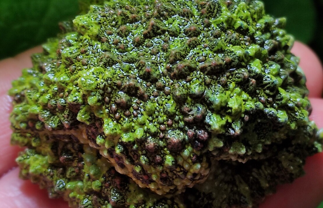 Theloderma Corticale L Vietnamese Moskikker