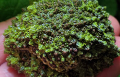 Theloderma Corticale L Vietnamese Moskikker