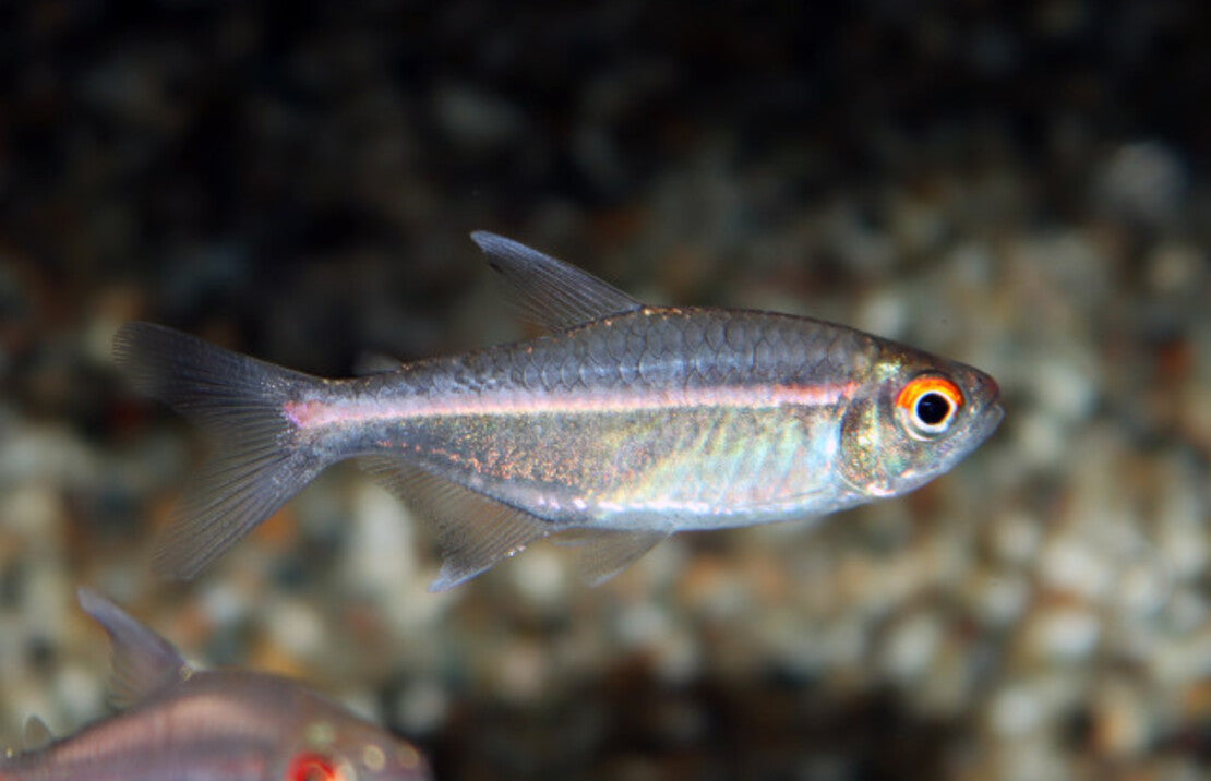 Hemigrammus Coeruleus M Tetra Coeruleus