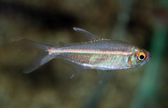 Hemigrammus Coeruleus M Tetra Coeruleus