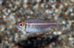 Hemigrammus Coeruleus M Tetra Coeruleus