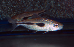 Bryconaethiops Boulengeri L Boulengeri Veervin Tetra
