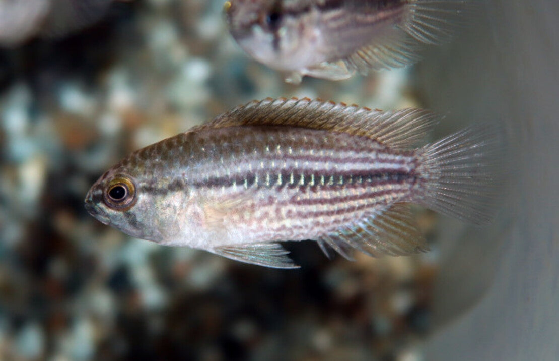 Nannacara Taenia M Dwergcichlide Taenia