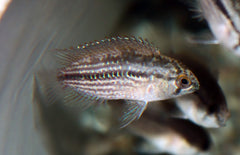 Nannacara Taenia M Dwergcichlide Taenia