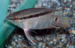 Mesonauta Egregius S Vlagcichlide Colombia