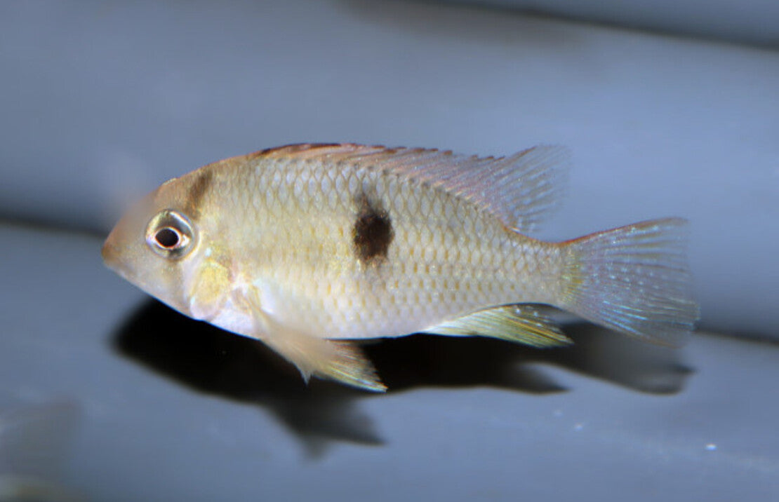 Guianacara Sp. Jatapu S Cichlide Jatapu