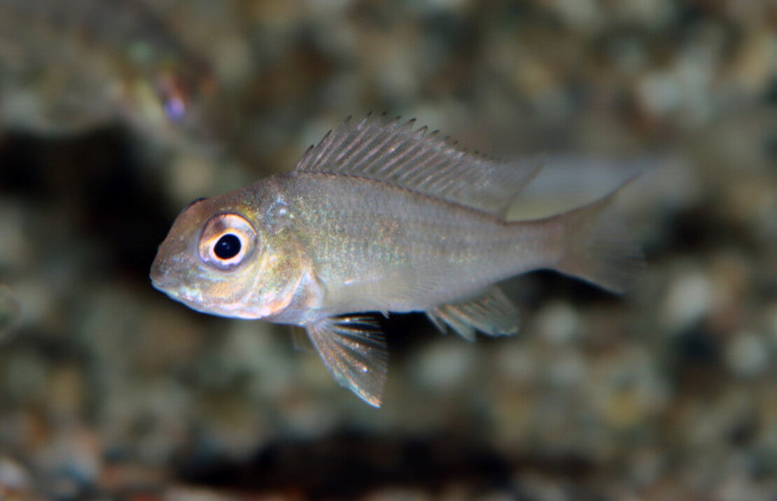 Geophagus Pindare S Aardeter Pindare