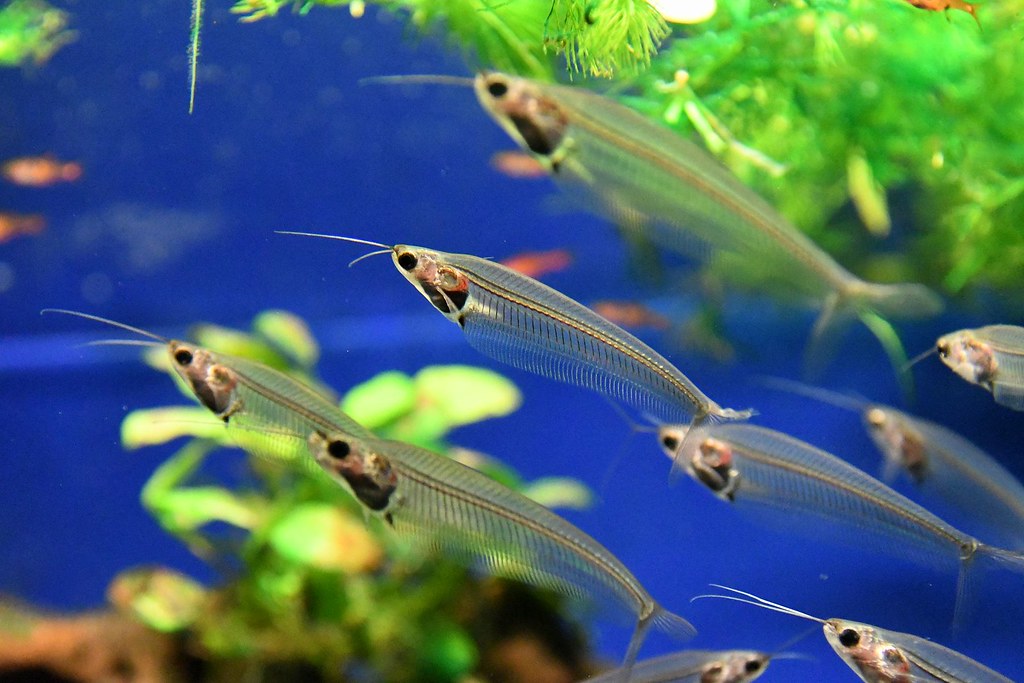 kryptopterus bicirrhis M Indische Glasmeerval
