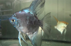 P. Scalare Pinoy Paraiba Blue M-L Maanvis Pinoy Paraiba Blauw