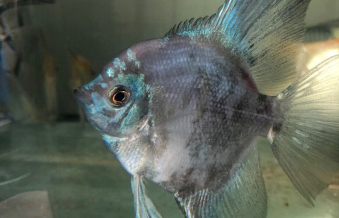 P. Scalare Pinoy Paraiba Blue M-L Maanvis Pinoy Paraiba Blauw