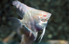 P. Scalare Gold Diamond Albino M Maanvis Goud Diamant Albino