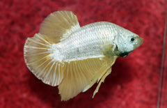 Betta Sp. Plakat Platinum Gold Male L Kempvis Plakat Platinum Gold Man