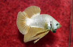 Betta Sp. Plakat Platinum Gold Male L Kempvis Plakat Platinum Gold Man