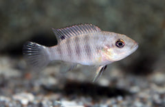 Benitochromis Batesii M Cichlide Batesii