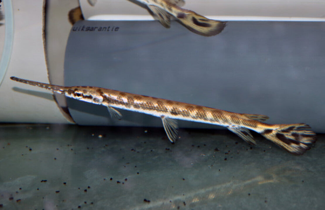 Lepisosteus osseus L Langneus Beentongsnoek