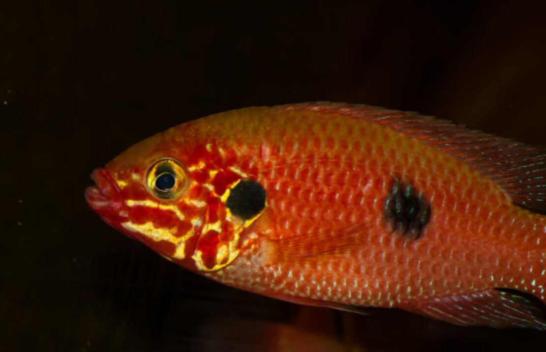 Hemichromis Ankasa S Juweelcichlide Akasa