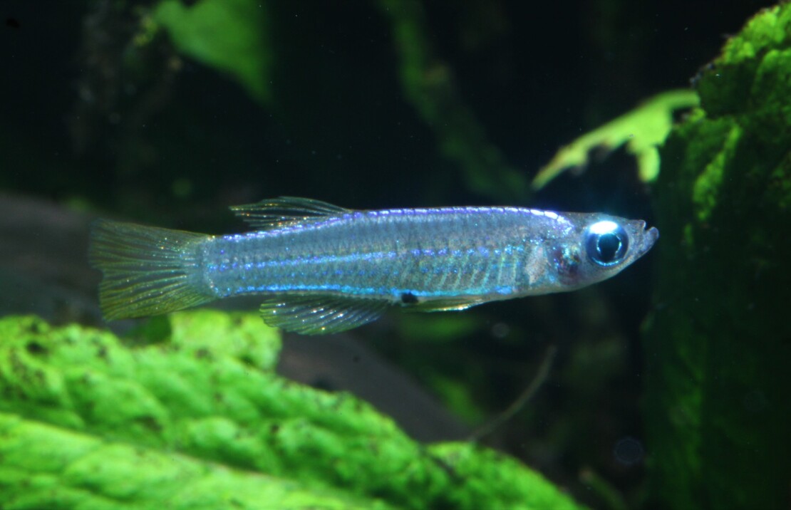 Poropanchax Stigmatopygus M Lichtoogje Stigmatopygus
