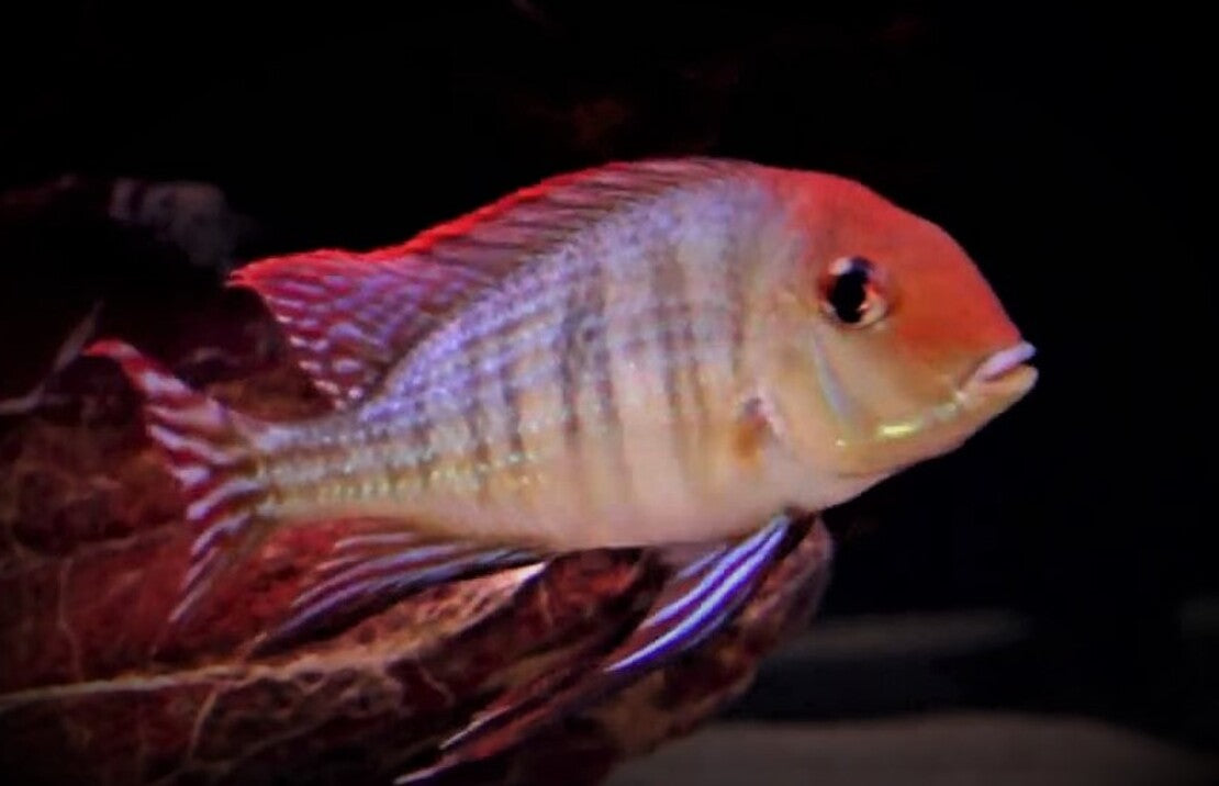 Geophagus Sp.tapajos Orange Head S