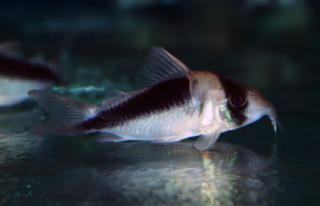 Corydoras Sp. Cw107 L Pantsermeerval Cw107