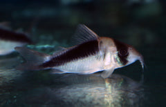 Corydoras Sp. Cw107 L Pantsermeerval Cw107