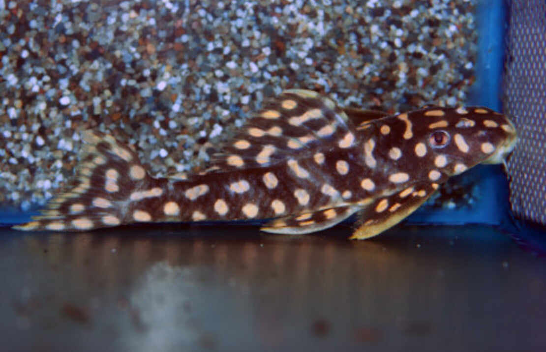 L082 Scobiancistrus SP S L082 Opal Spot Pleco