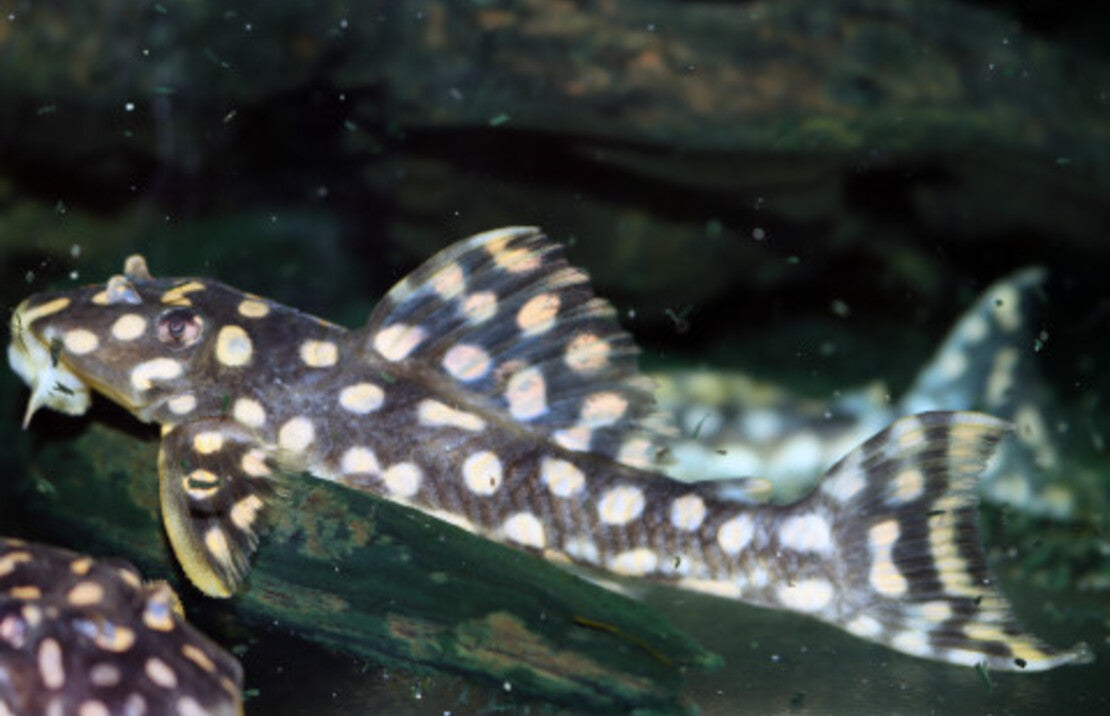 L082 Scobiancistrus SP S L082 Opal Spot Pleco