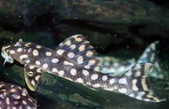 L082 Scobiancistrus SP S L082 Opal Spot Pleco